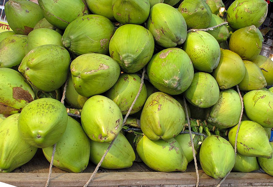 Bunch of Green Coconuts Green Coconuts-- you'll stay healhy in Fij by drinking it