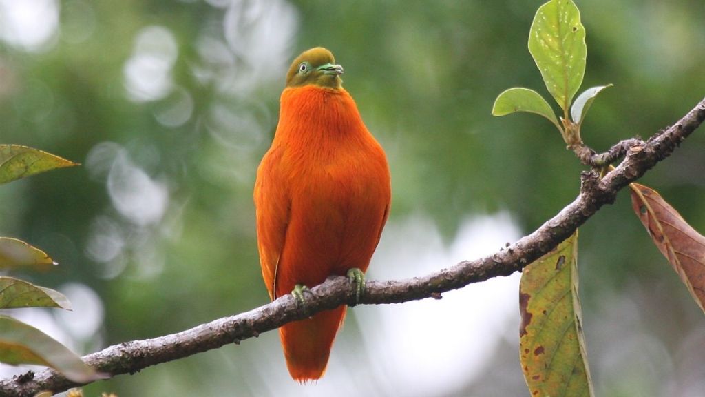 The Fabled Orange Dove The Fabled Orange Dove