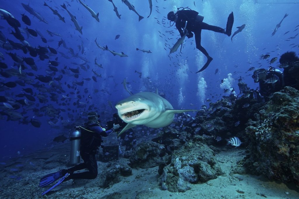 Shark Diving at Beqa Lagoon Resort Shark Diving at Beqa Lagoon Resort