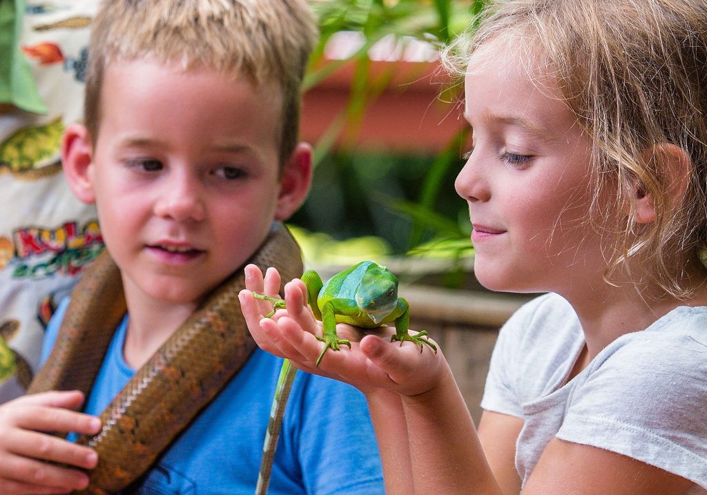 Interacting with the banded iguana and a boa Interacting with the banded iguana and a boa - Coral Coast Activities
