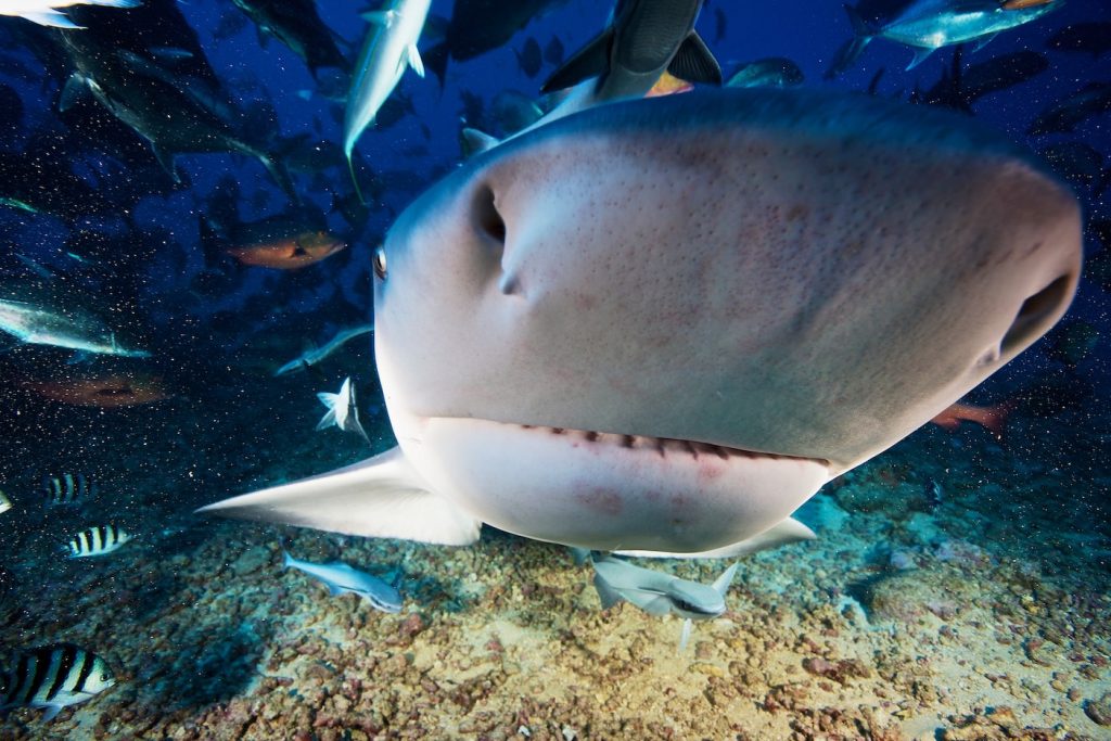 Shark Diving at Beqa Island - Diving Shark Diving at Beqa Island - Diving