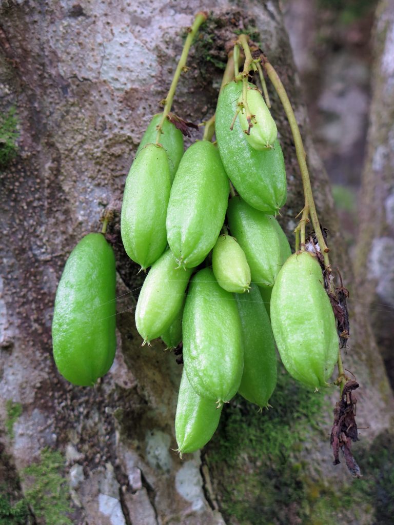Flora and fauna on Bobby's Farm is a top Taveuni attraction