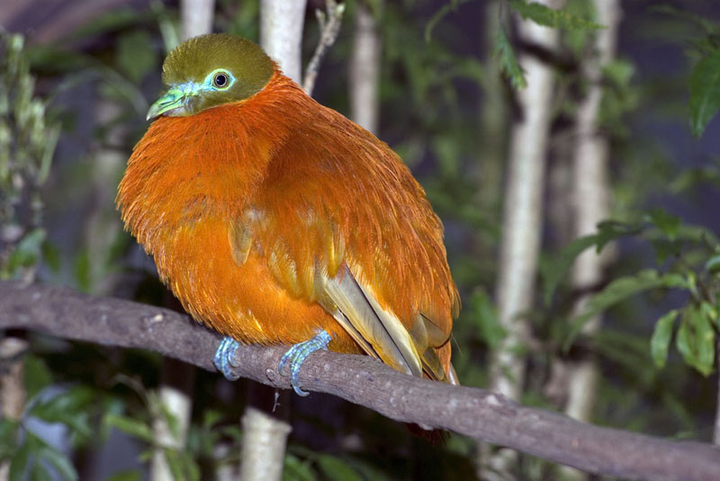 Chrysoenas victor - Male orange dove - Bird Watching Chrysoenas victor - Male orange dove - Bird Watching