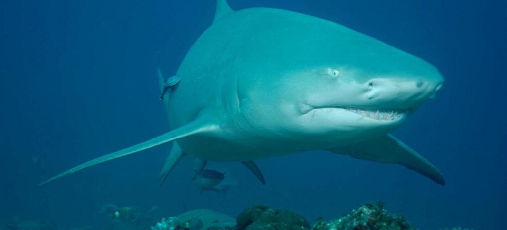 Shark swimming at Beqa Lagoon - Pacific Harbour Shark swims at Beqa Lagoon outside of Pacific Harbour