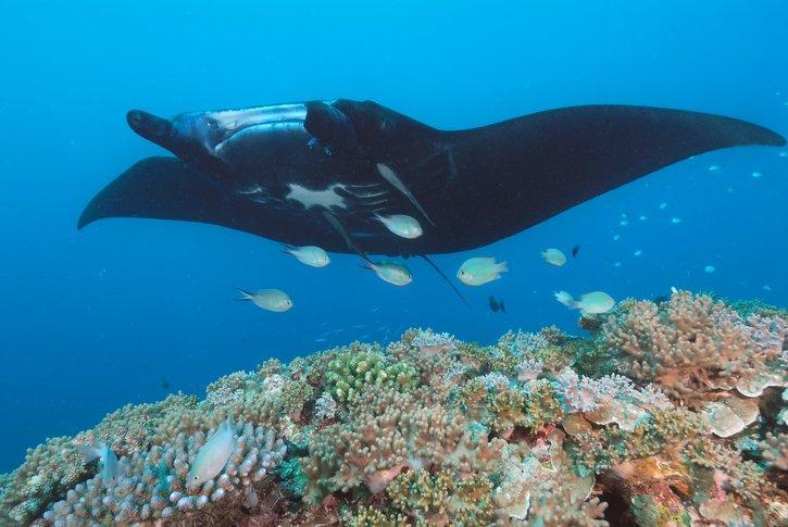 Manta Ray Swimming across Coral Reef Manta Ray Swimming across Coral Reef