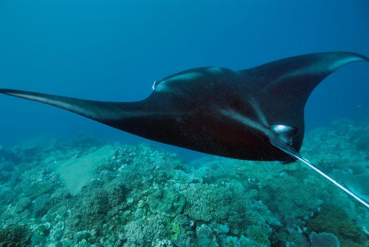 Rays are a huge attraction on Kadavu - Swimming in the Wild Rays are a huge attraction on Kadavu - Swimming in the Wild