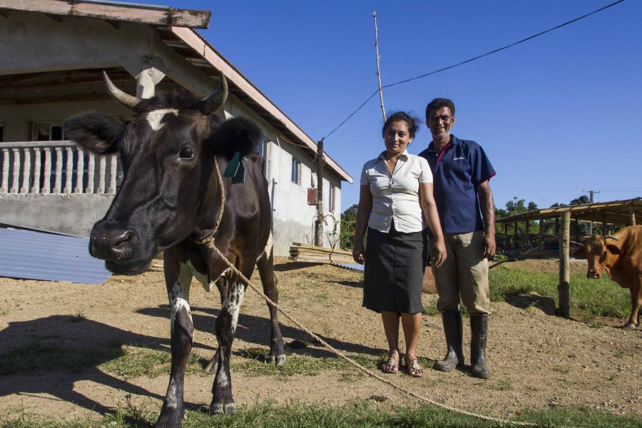Tailevu is the heart of dairy country in Fiji Tailevu is the heart of dairy country in Fiji