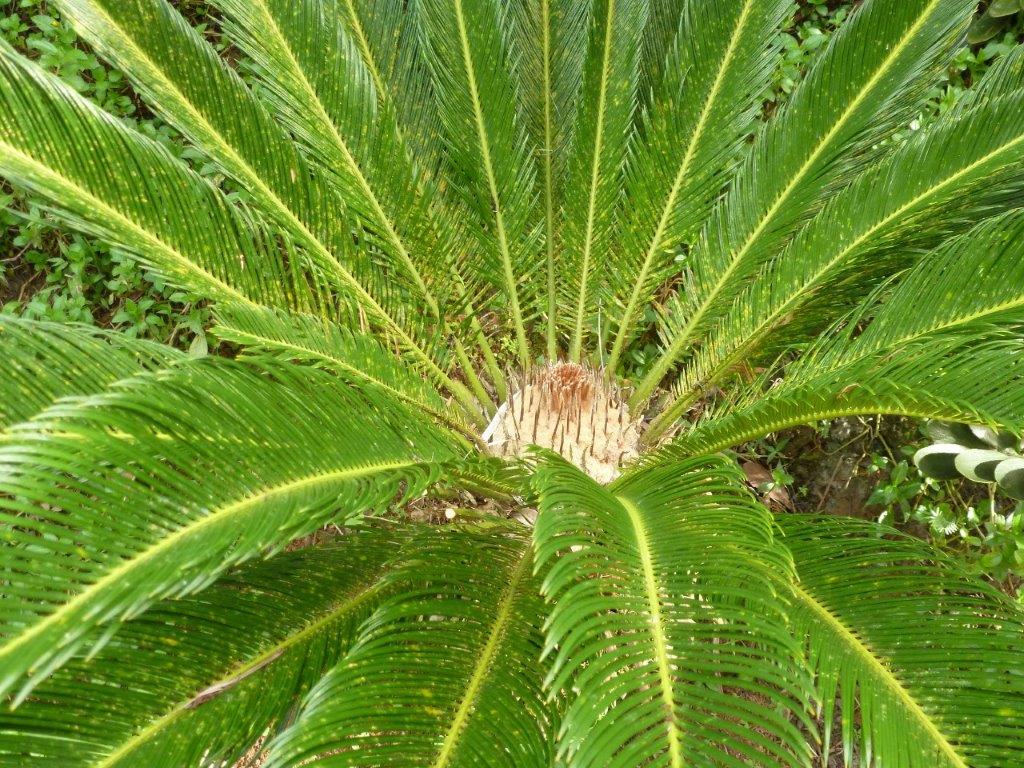 Flora Tropica Gardens Flora Tropica Gardens palm