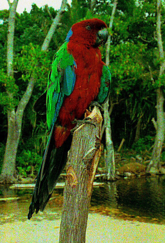 Red-breasted musk parrot - Bird Watching Red-breasted musk parrot - Bird Watching