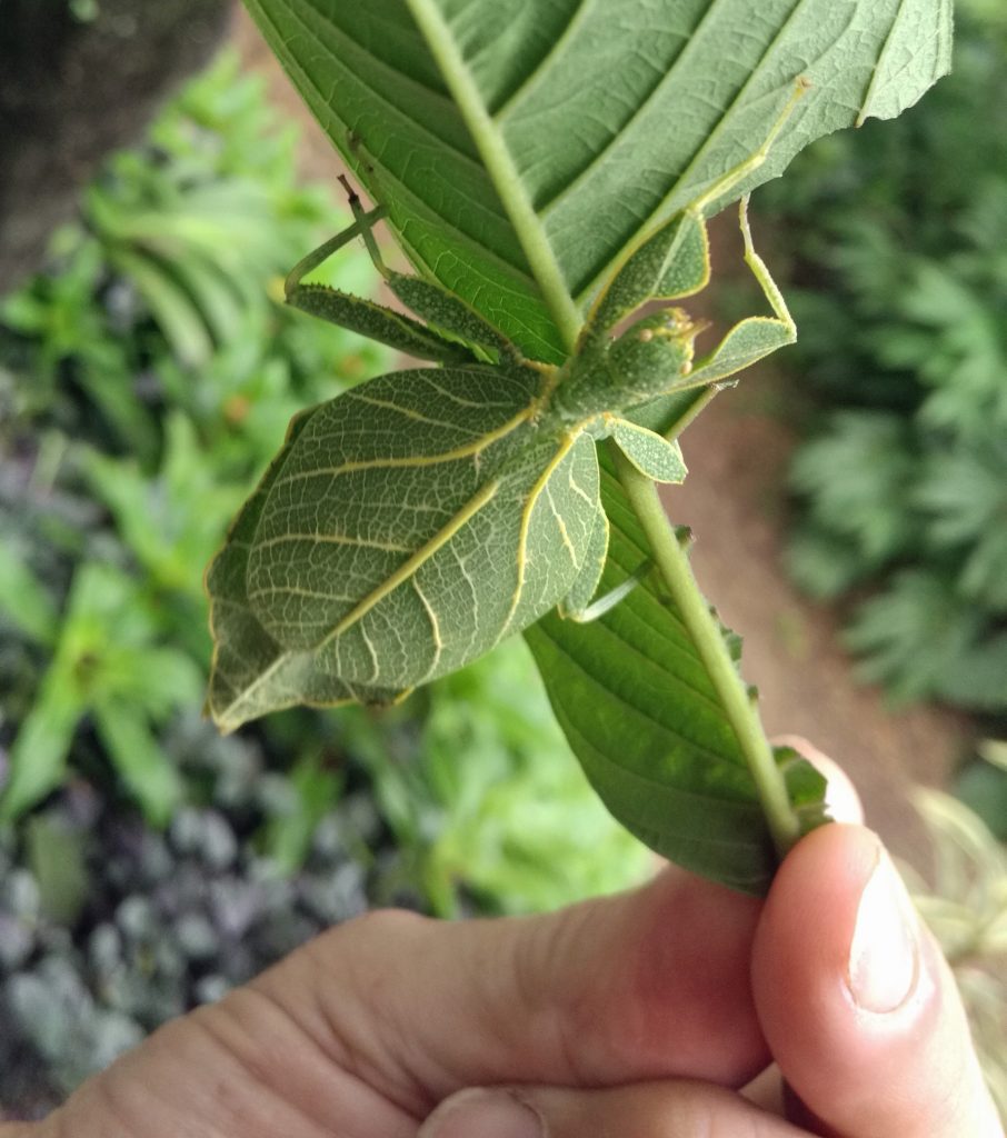 This leaf mimic is a member of the Phylliidae family