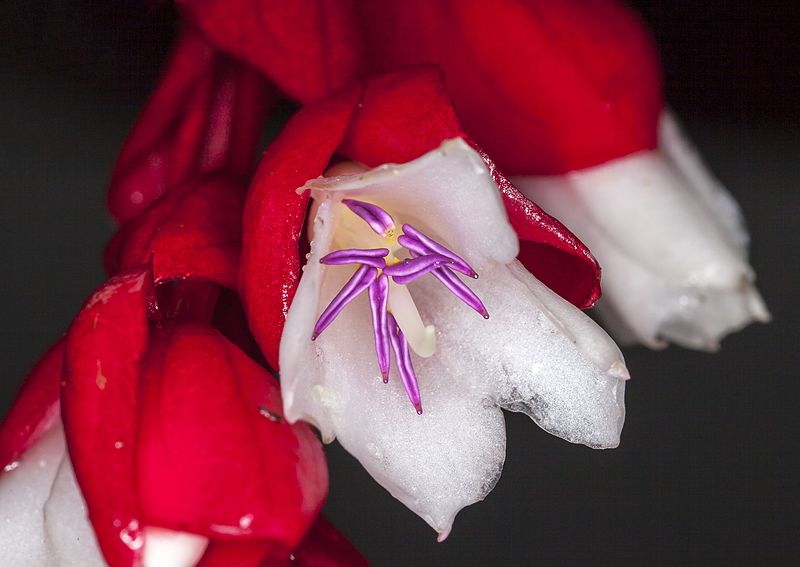 Indigenous Tagimaucia Flower Indigenous Tagimaucia Flower is rare