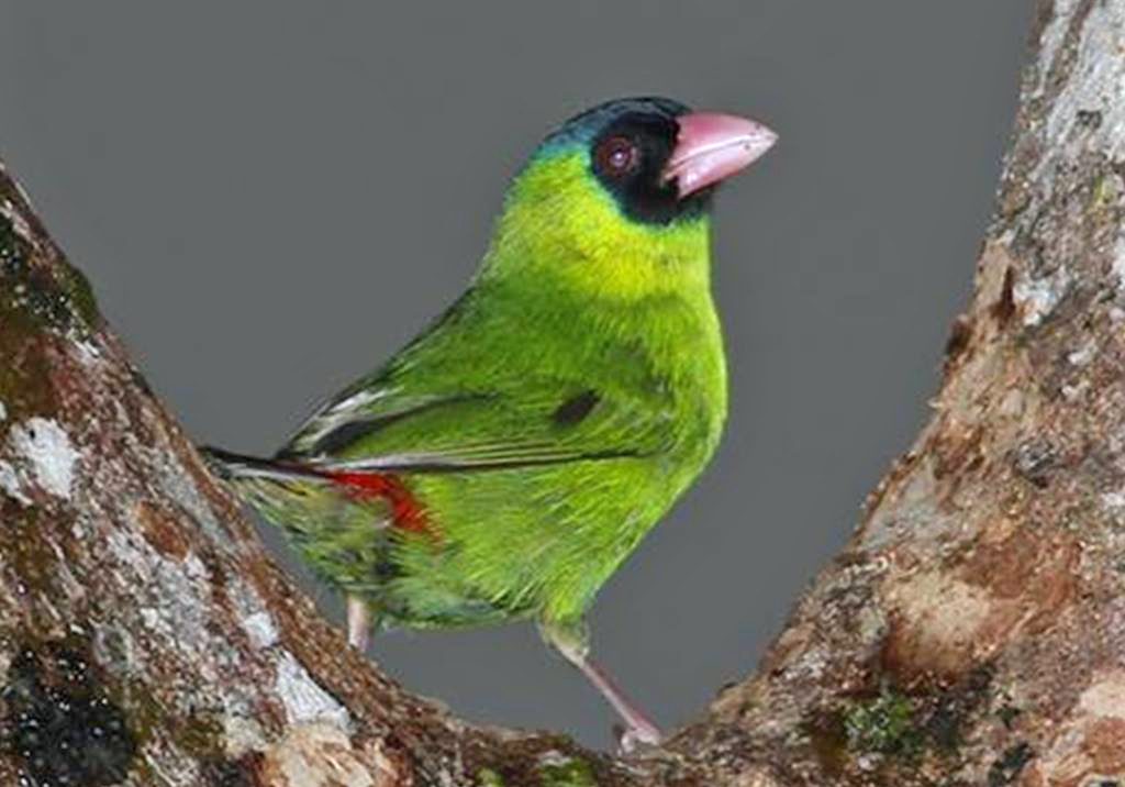 Pink-billed Parrotfinch Pink-billed Parrotfinch