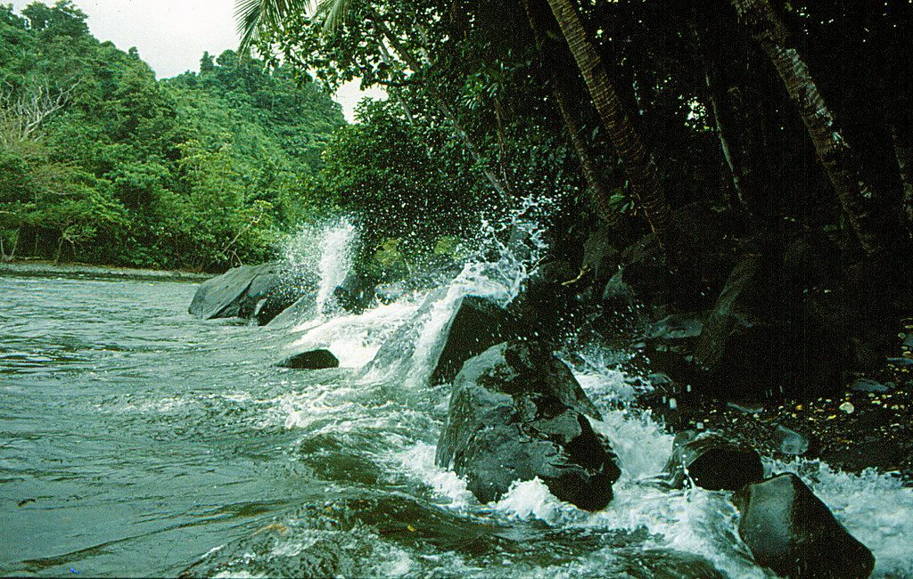 Ravilevu Coast, Taveuni, taken in the forest-reserve - Trekking Ravilevu Coast, has a great day trek