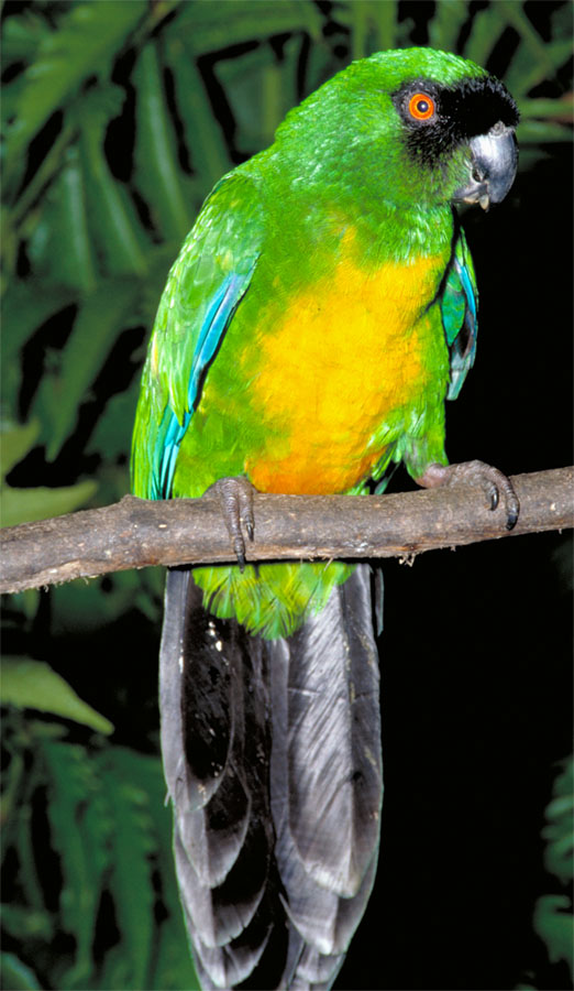 Prosopeia personata; Masked Shining-parrot - Bird Watching Prosopeia personata; Masked Shining-parrot - Bird Watching