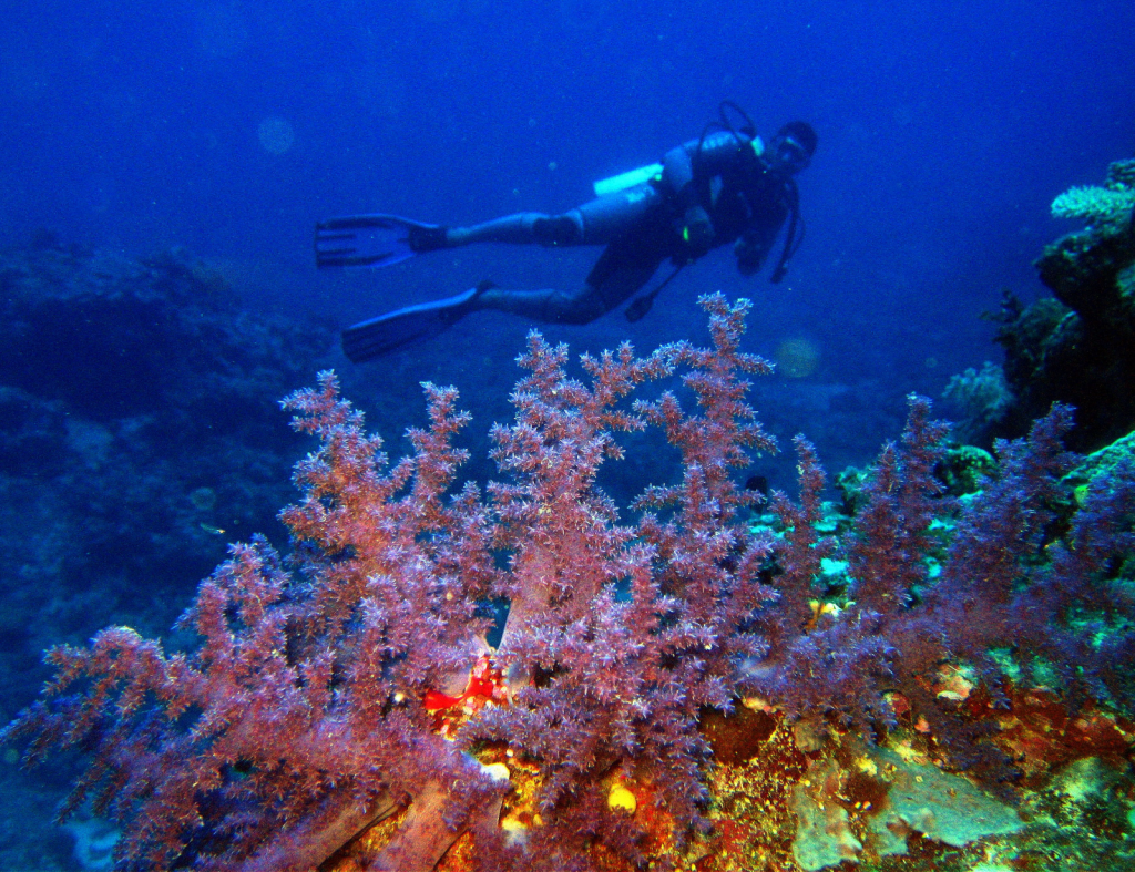 Soft and hard corals at Astrolabe Reef Soft and hard corals at Astrolabe Reef